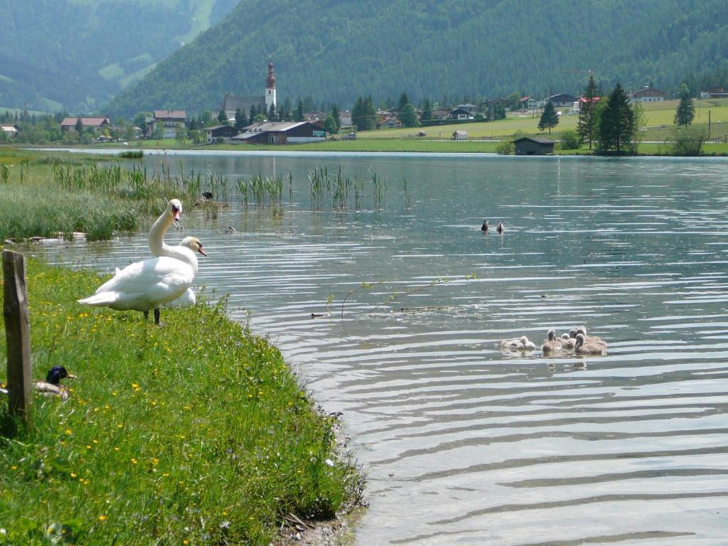 Appartement Pillersee Sankt Ulrich am Pillersee Εξωτερικό φωτογραφία